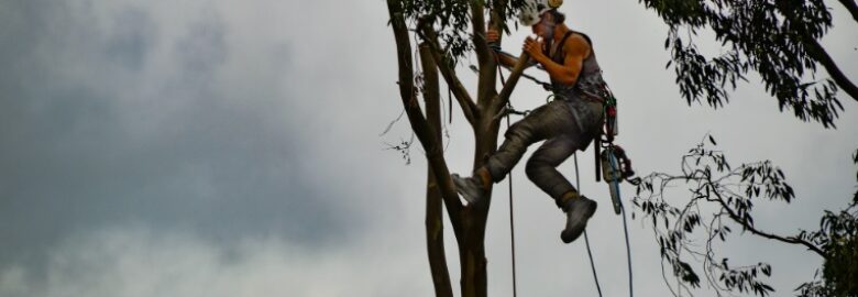 J&M Tree Care Limited