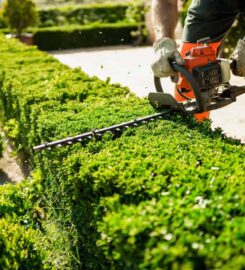 D Meadows Tree Surgery